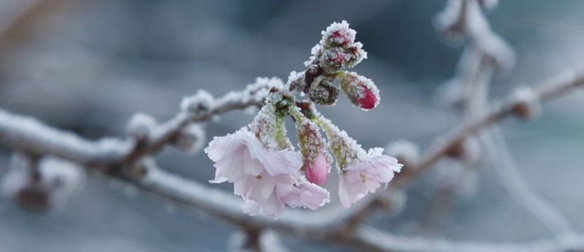 W nocy mogą wystąpić przymrozki w części województwa