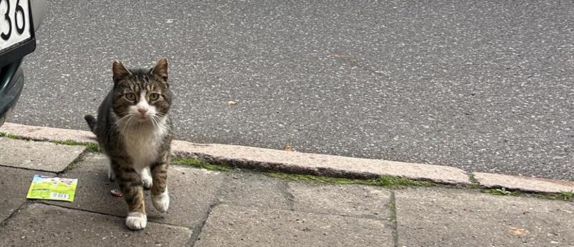 Schronisko, wolontariat i miłosierdzie gminy. Szczecin przyjazny zwierzętom