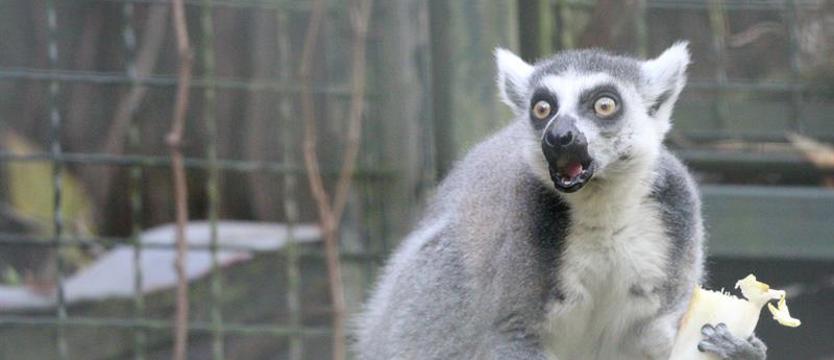 Czytelnicy „Kuriera Szczecińskiego” zdecydowali. Lemur ma na imię Toto