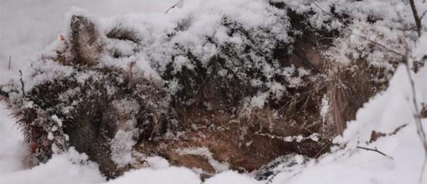 Wilczyca polowania nie przeżyła