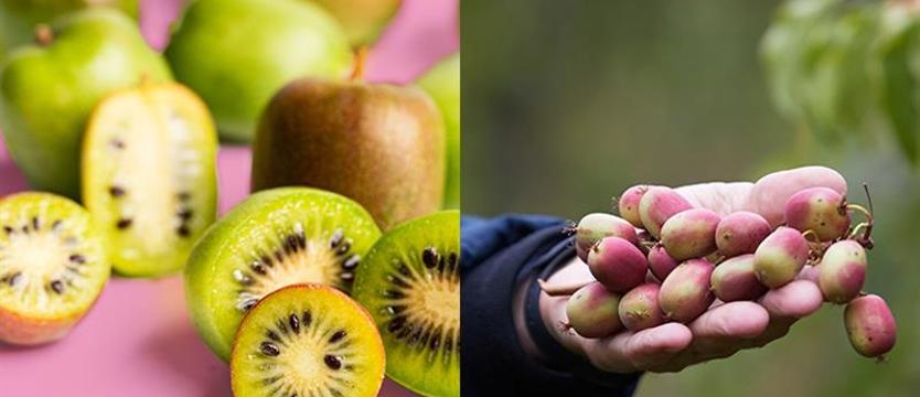 Minikiwi - nowe owoce na rynku. Małe, ale z dużym potencjałem