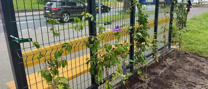Zielone przystanki w Stargardzie. Wiaty spowije pnąca roślinność