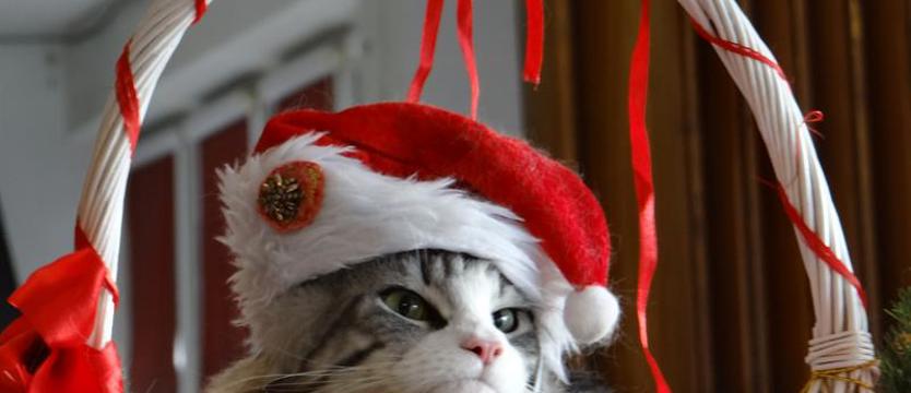 Zwierzęta (także) mają święta