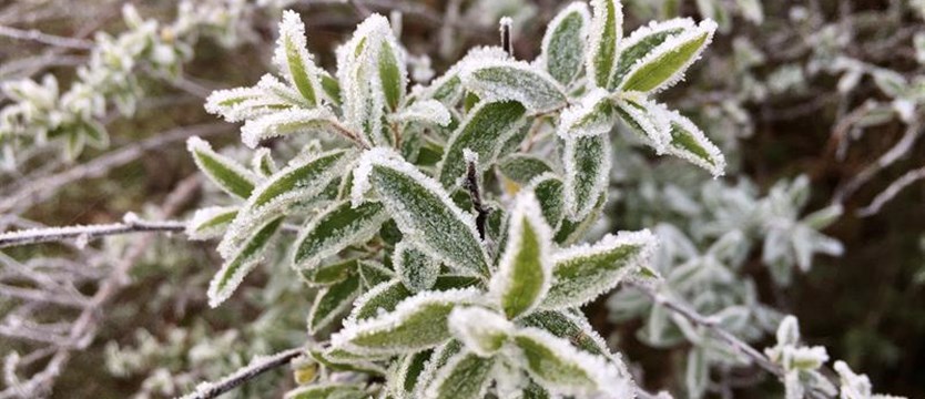 Uwaga! W nocy z piątku na sobotę możliwe przymrozki