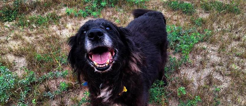 Karbon ze schroniska