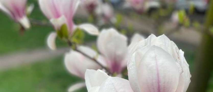 Zrób zdjęcie i wygraj drzewko! Magnolie w obiektywie naszych Czytelników