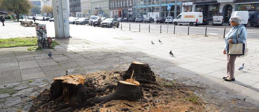 Aleja z odcinkiem martwych pni. Ruszyło etapowe usuwanie drzew