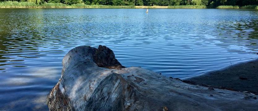 List do redakcji. Goplana w Lasku Arkońskim