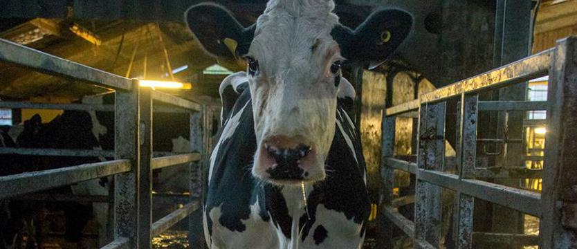 Festiwal filmów dokumentalnych w Klubie Delta