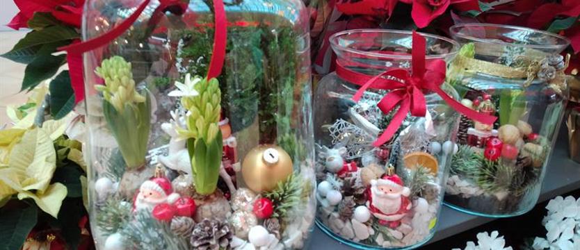 Stroiki i gwiazda betlejemska