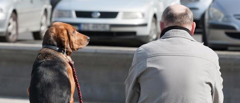Szczecin wolny od podatku na cztery łapy?
