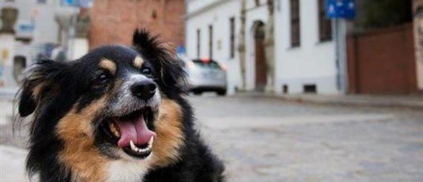 „Weź mnie KURIEREM do domu”. Bunia znów w schronisku