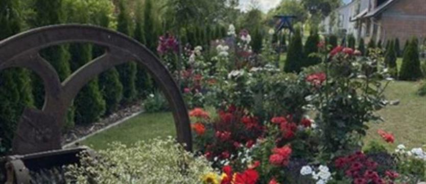 Cały Szczecin w kwiatach. Piękne ogrody i piękne podwórka