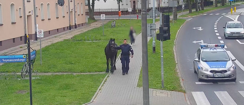 Koń ze Szczecinka znów na gigancie