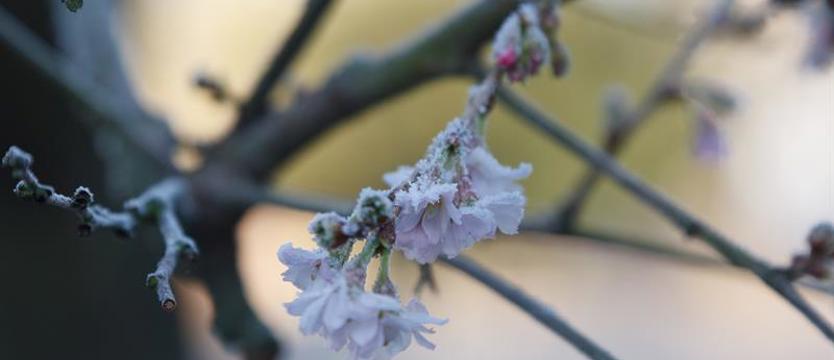 W nocy możliwe przymrozki w części województwa zachodniopomorskiego