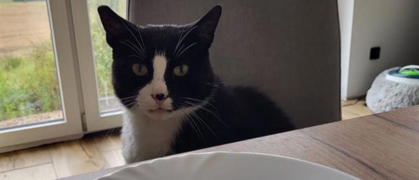 Odchudzony Gacek i jego nowe zajęcie