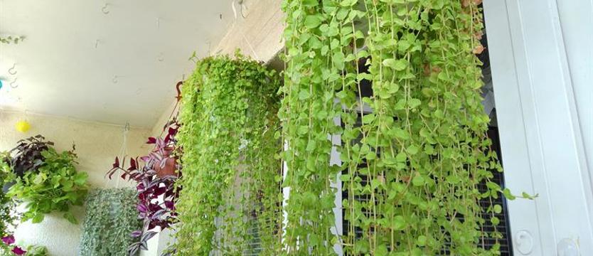 Cały Szczecin w kwiatach. Cuda na balkonach