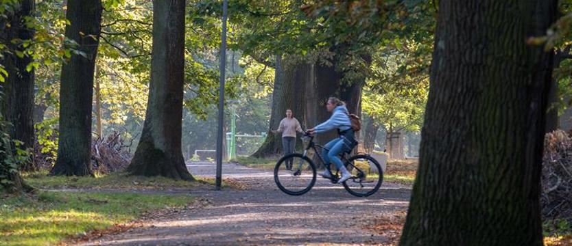 Ankietowe pomysły na park