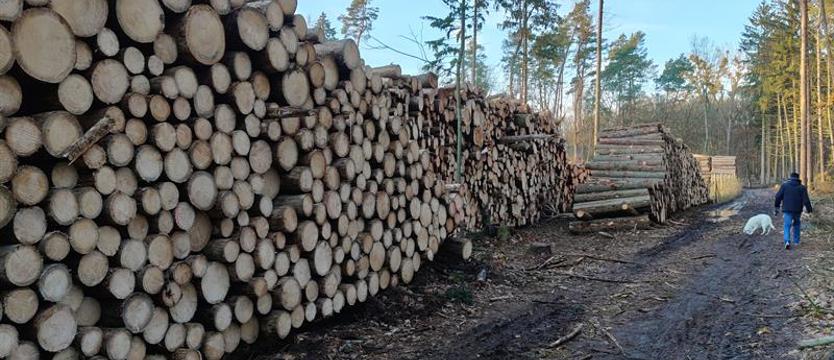Obraz zniszczenia lasu. Ekspert: „Przespali kornika"