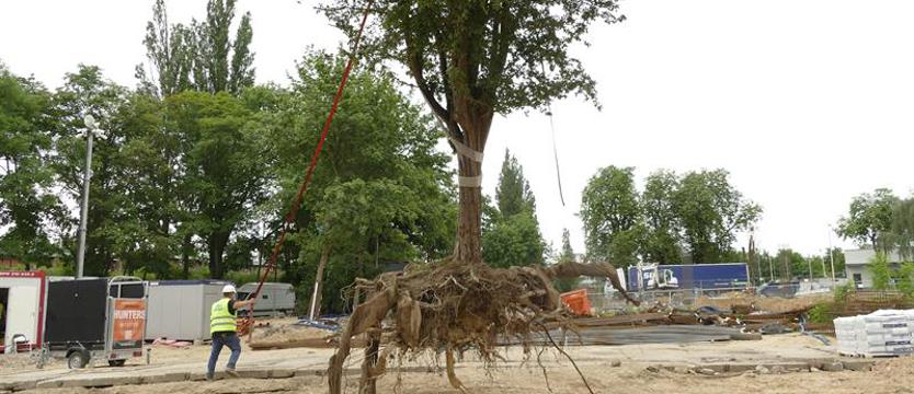 Ratowanie drzew? Także w Szczecinie. Operacja Air Spade [SONDA]
