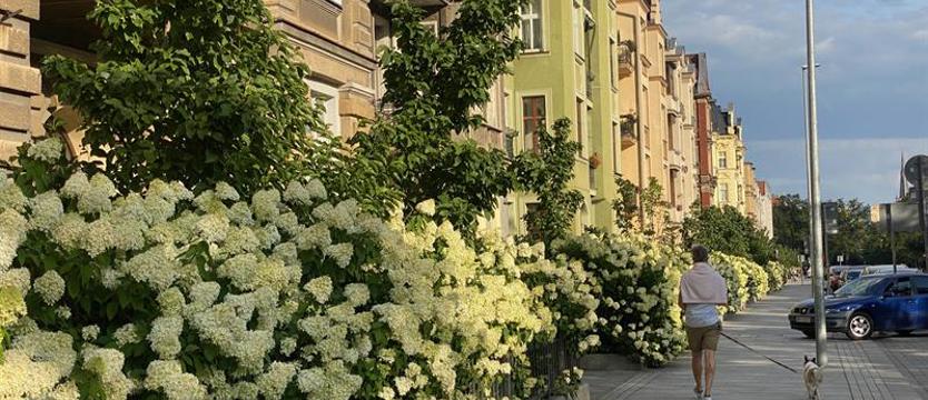 Zielone zaciskanie pasa. Dla wspólnotowych inwestycji – ograniczone wsparcie miasta