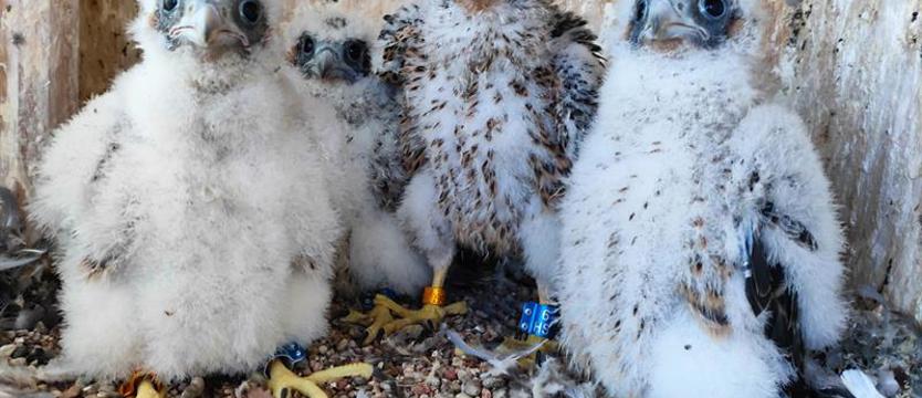 Młodzież z obrączkami