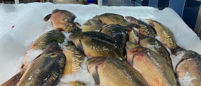 Inflacja, wysokie koszty i słabe zarybienie. Wigilia bez karpia? [SONDA]