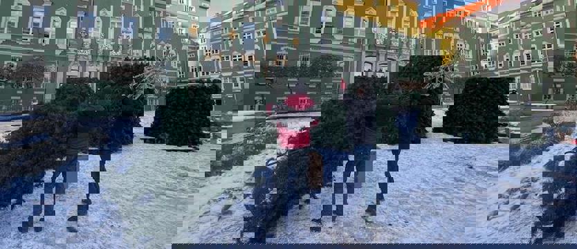 Przed szczecińskim magistratem wyrasta świąteczna choinka