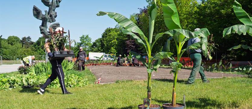 Jasne Błonia w kwiatach. Będzie egzotycznie i barwnie