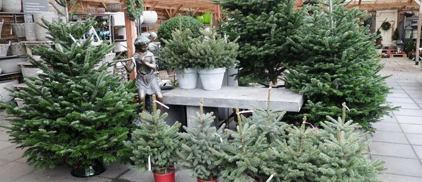 Choinkowy zawrót głowy. Postaw na żywe drzewko