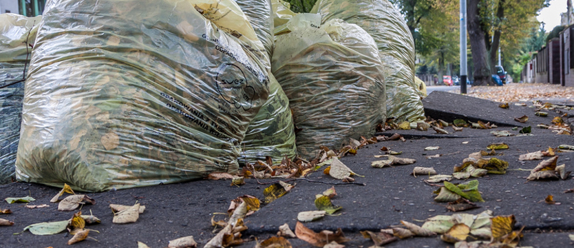 Trwa akcja sprzątania liści ze szczecińskich ulic