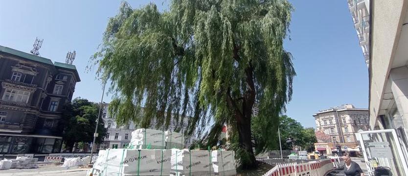 Samotna wierzba na budowie. Al. Wojska Polskiego – jaki standard dla zieleni?
