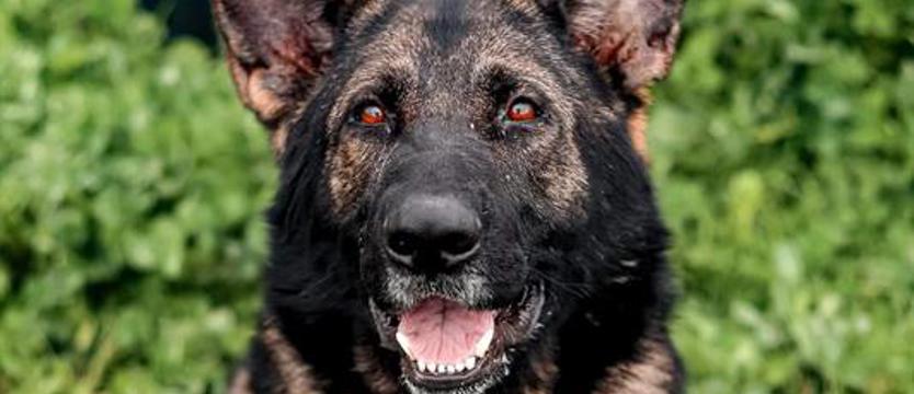 Słyszeliście o Morganie?