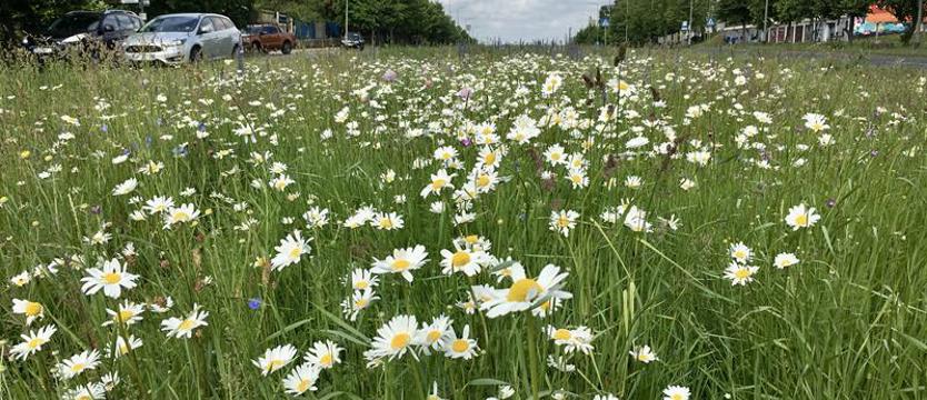 Pułapki miejskiej łąki