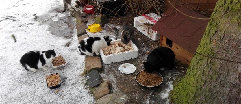 Wpłać piątaka na kociaka