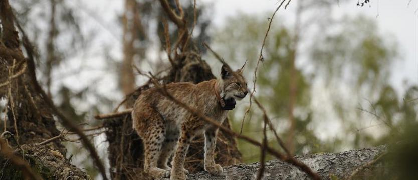 Przyrodnicy sprawdzili, jak się mają uwolnione zwierzęta. Rysie przyłapano na amorach