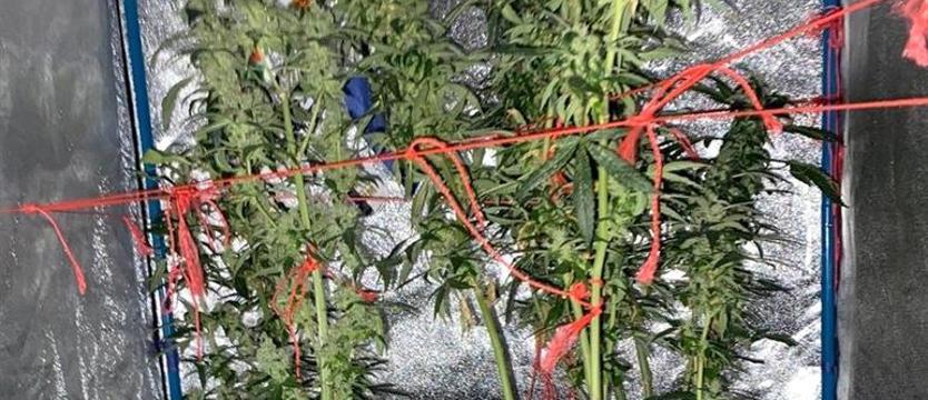 Nietypowe kwiatki zaprowadziły za kratki