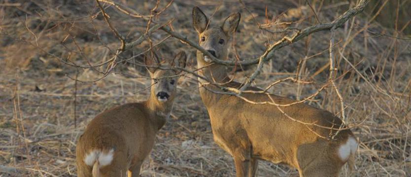W związku z zagrożeniem pryszczycą kontrole na granicy utrzymane