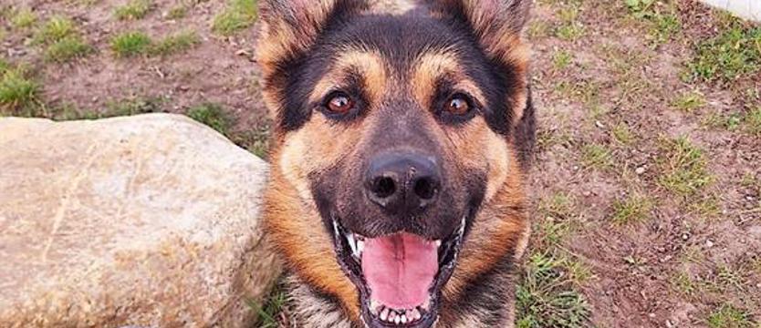 Weź mnie KURIEREM do domu. Rzepek, czyli moc pozytywnej energii