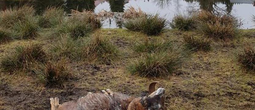 Atak wilków w Cieminie. Zginęło 10 zwierząt w zagrodzie