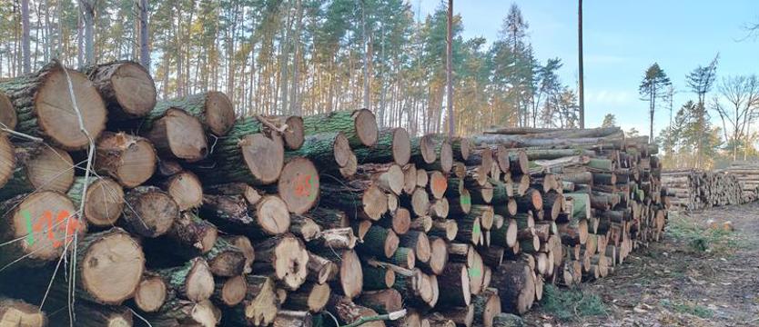 Ministerstwo rozwoju zamierza zaliczyć drewno do surowców strategicznych