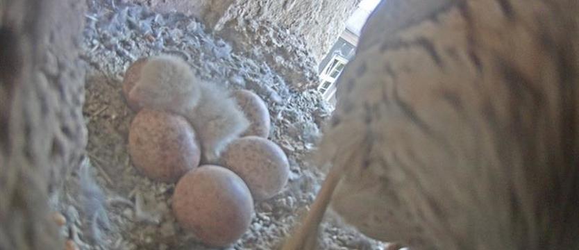 Powiększyła się rodzina pustułek. Pierwsze pisklę w gnieździe