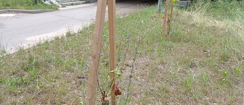 Tak zwana aleja kasztanowa. Zaatakowana przez szkodnika