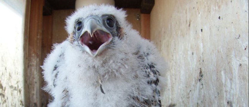 Młode sokoły z imionami. Rozstrzygnęli konkurs