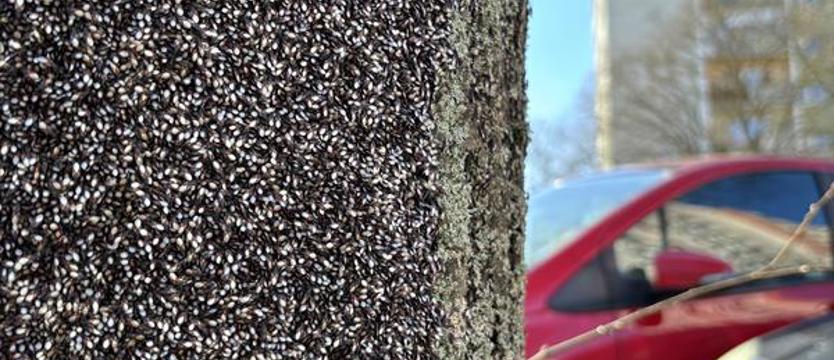 Inwazja z południa. Pluskwiak dotarł do Szczecina