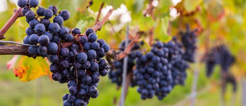 Weekend Otwartych Winnic. Między krzewami winorośli