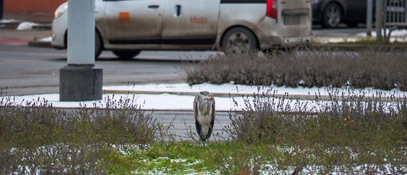 Niecodzienna sytuacja w centrum Szczecina. Czapla na placu Rodła