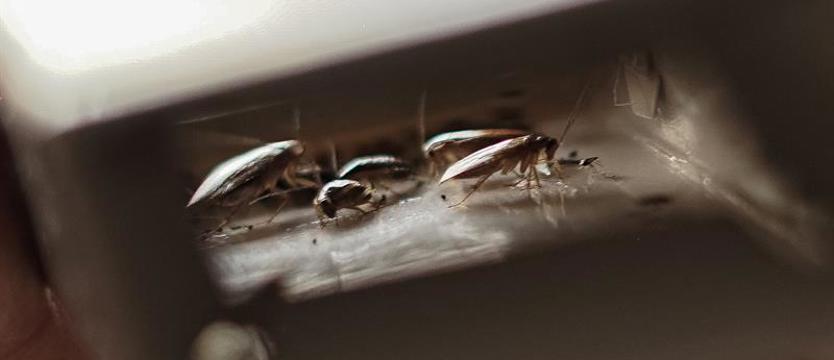 Plaga karaluchów na Pomorzanach. Lokatorzy nie mogą sobie z nimi poradzić