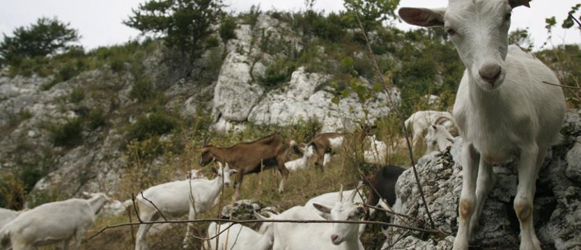 Kozy i owce jako "ekologiczne kosiarki"