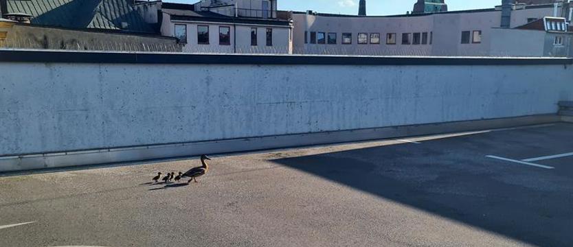 Kaczuszki krzyżówki wykluły się na dachu Kaskady!
